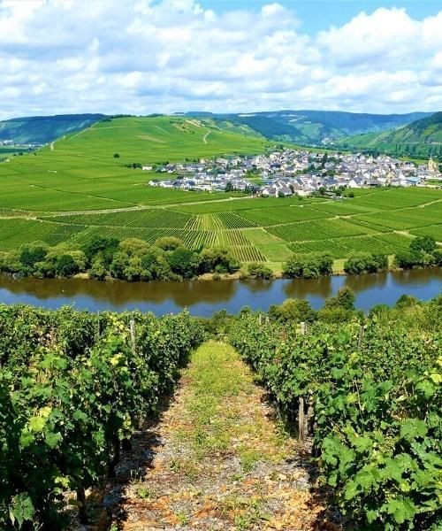 Vignobles au-dessus de Piesport sur la Moselle - Allemagne