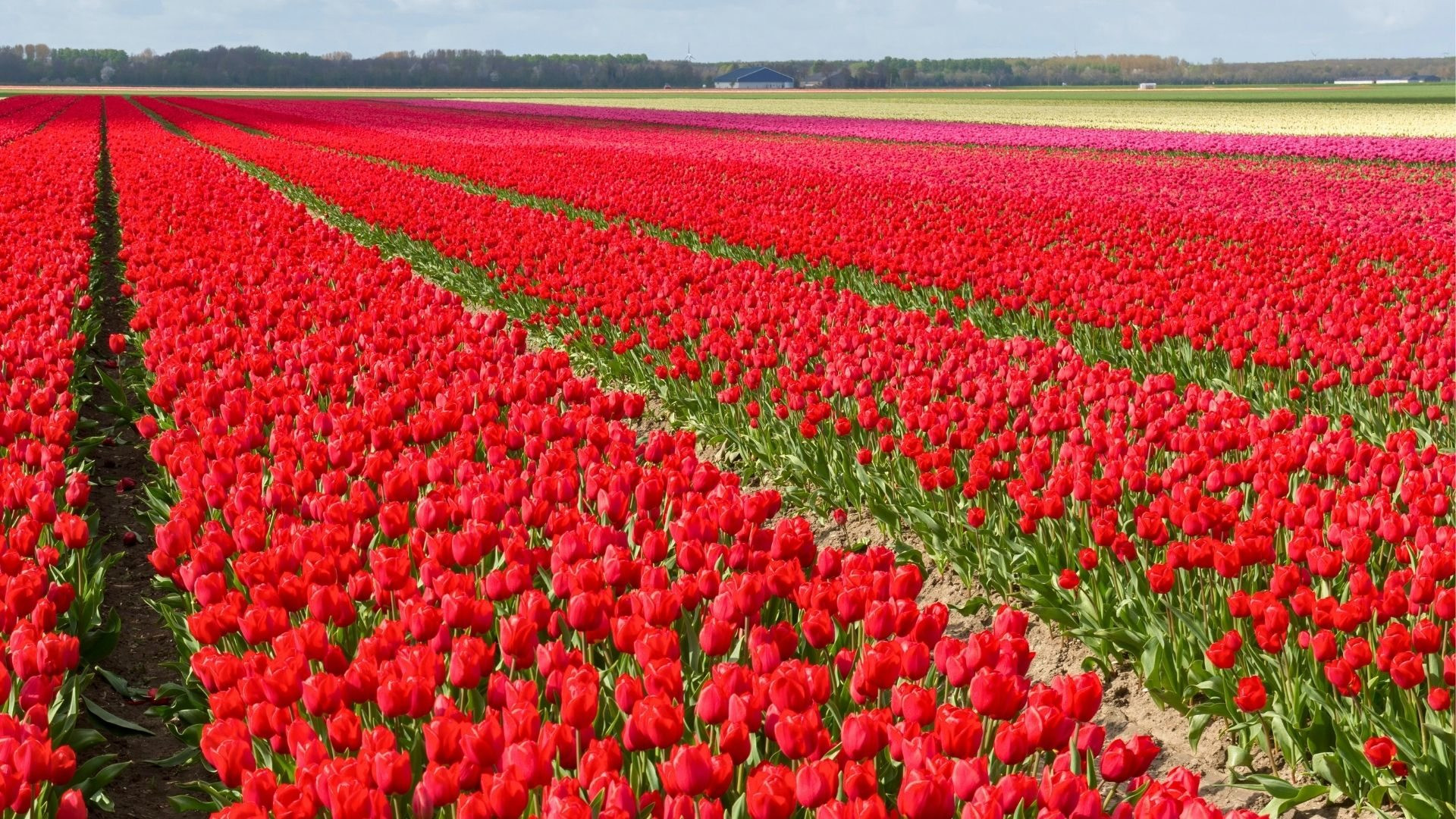 plus beaux parcs de tulipes hollande Bollenstreek