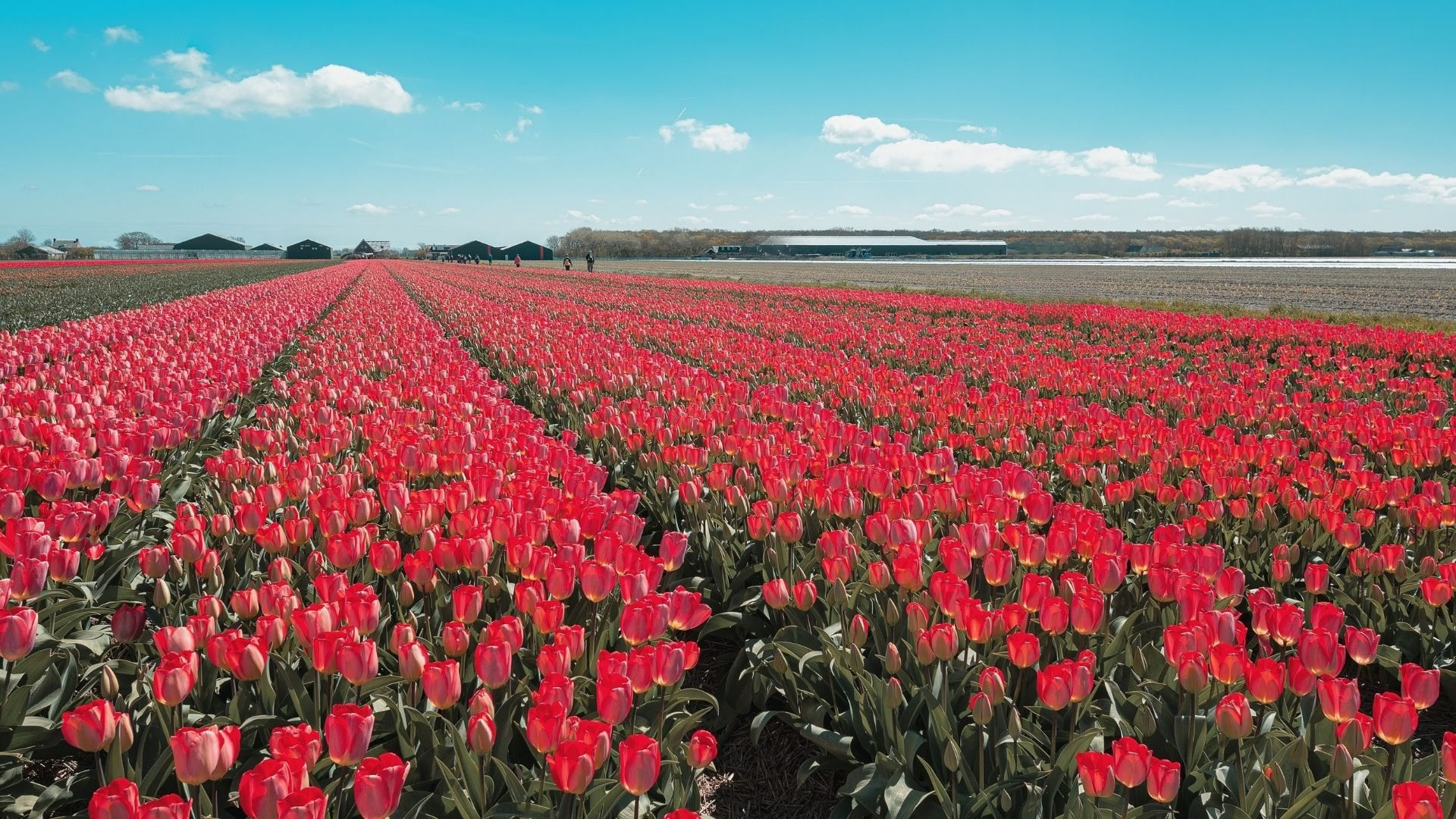 plus beaux parcs tulipes hollande Kop van Noord-Holland