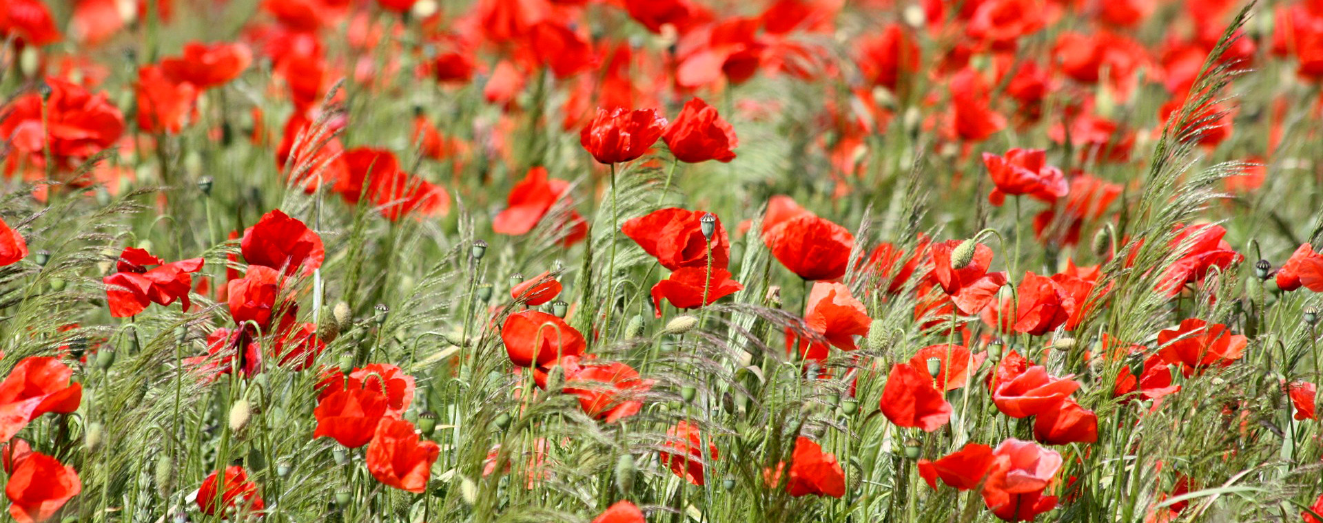 Coquelicots