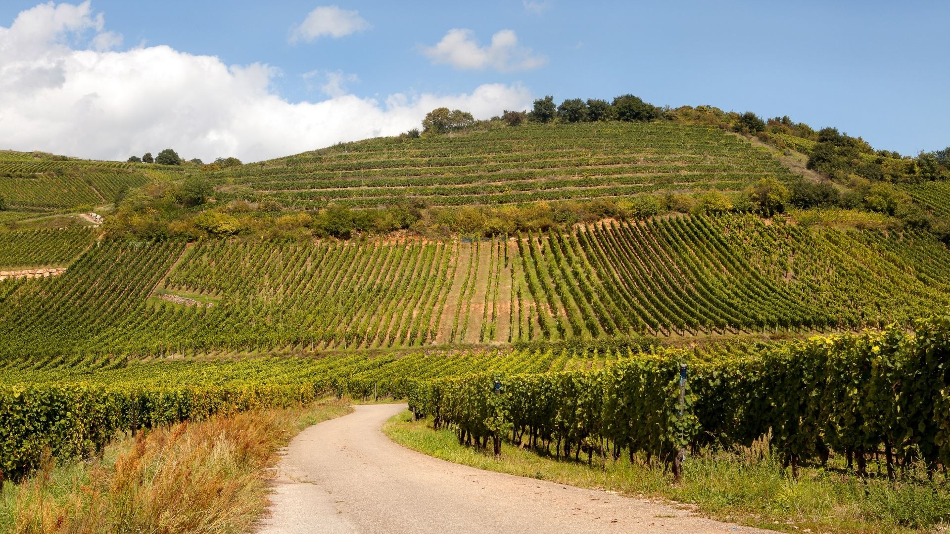 route des vins en alsace voyagez autrement nature et patrimoine