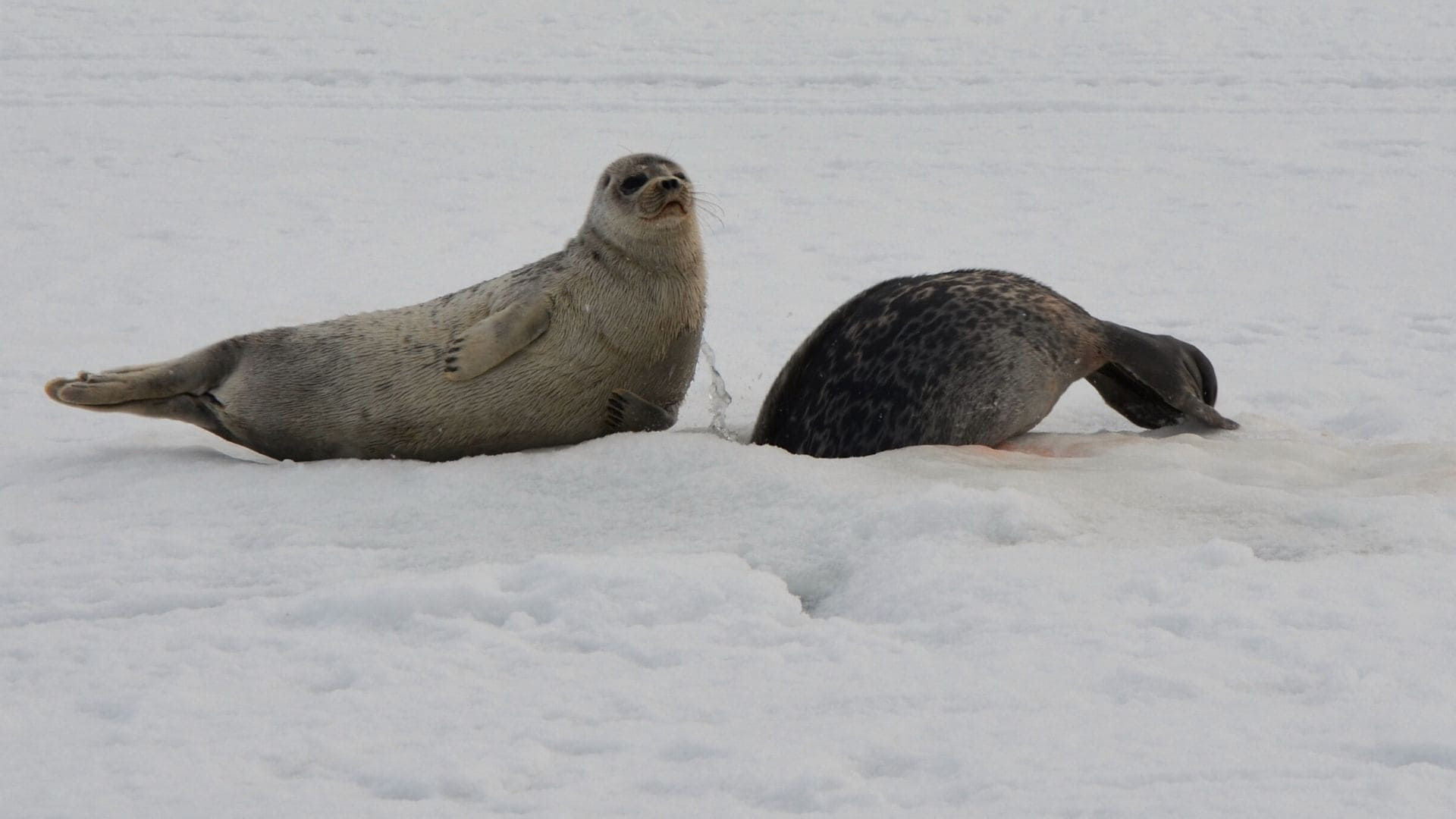 Phoques sur la glace - Spitzberg - Svalbard - Norvège