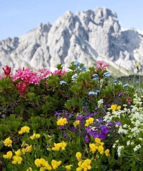Fleurs alpines devant un sommet calcaire - Dachstein - Autriche