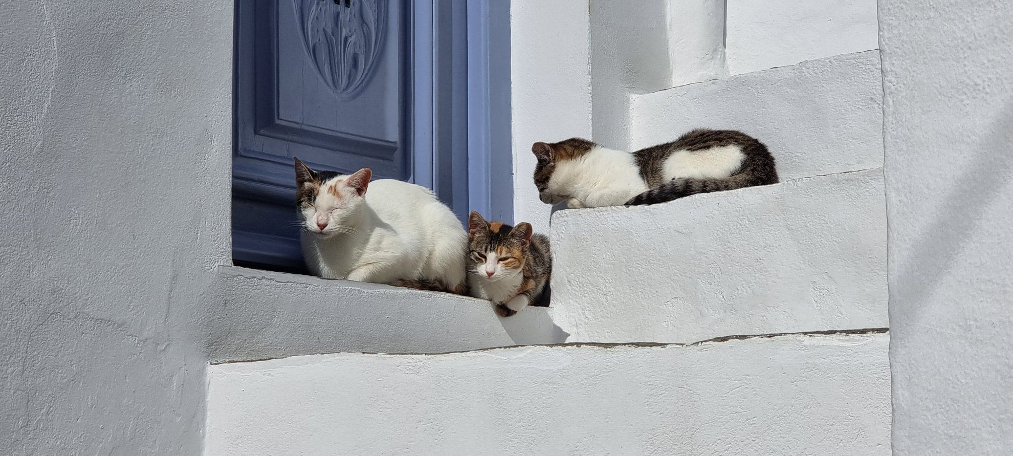 © Anne-Marie Billault Sifnos - Le paradis des chats © Anne-Marie Billault