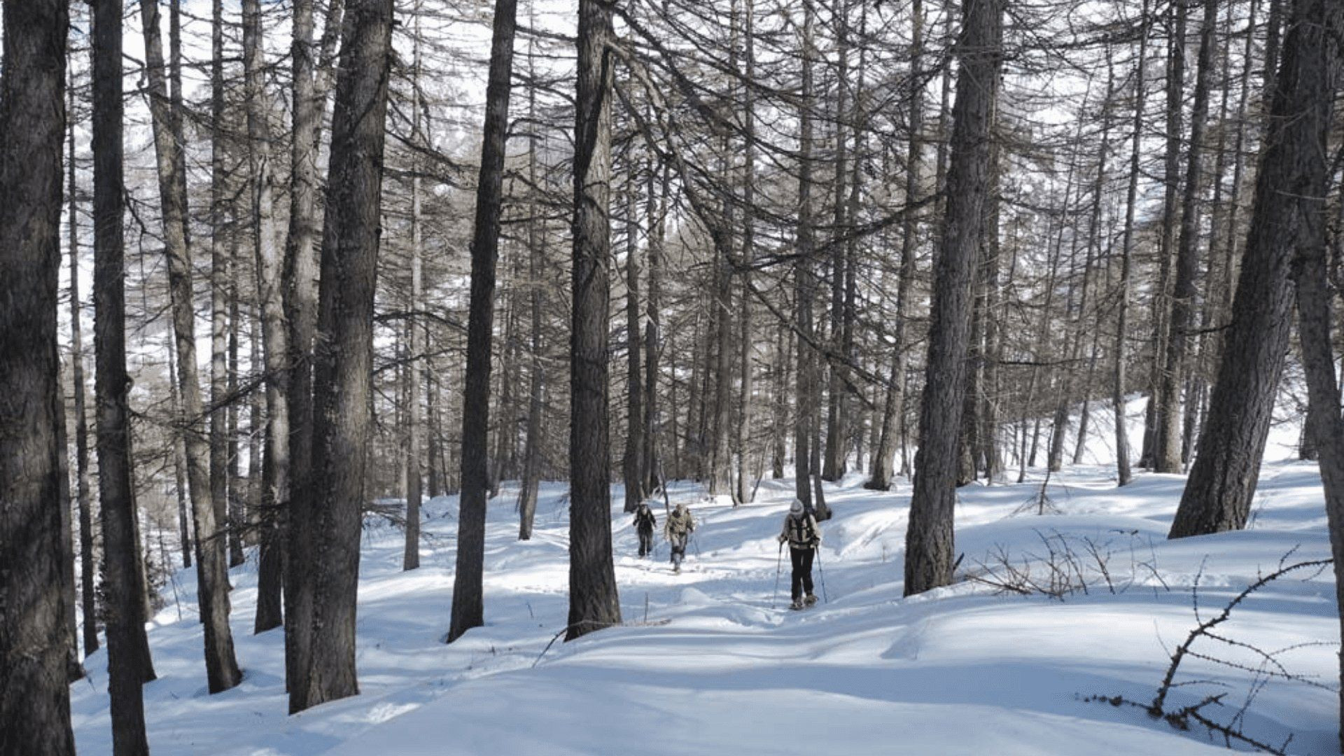 Randonnée en raquettes dans une forêt de mélèzes - Queyras - France