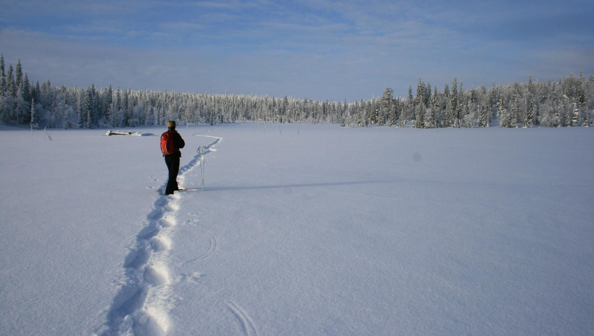 Marche dans la neige - forêt boréale - Laponie finlandaise