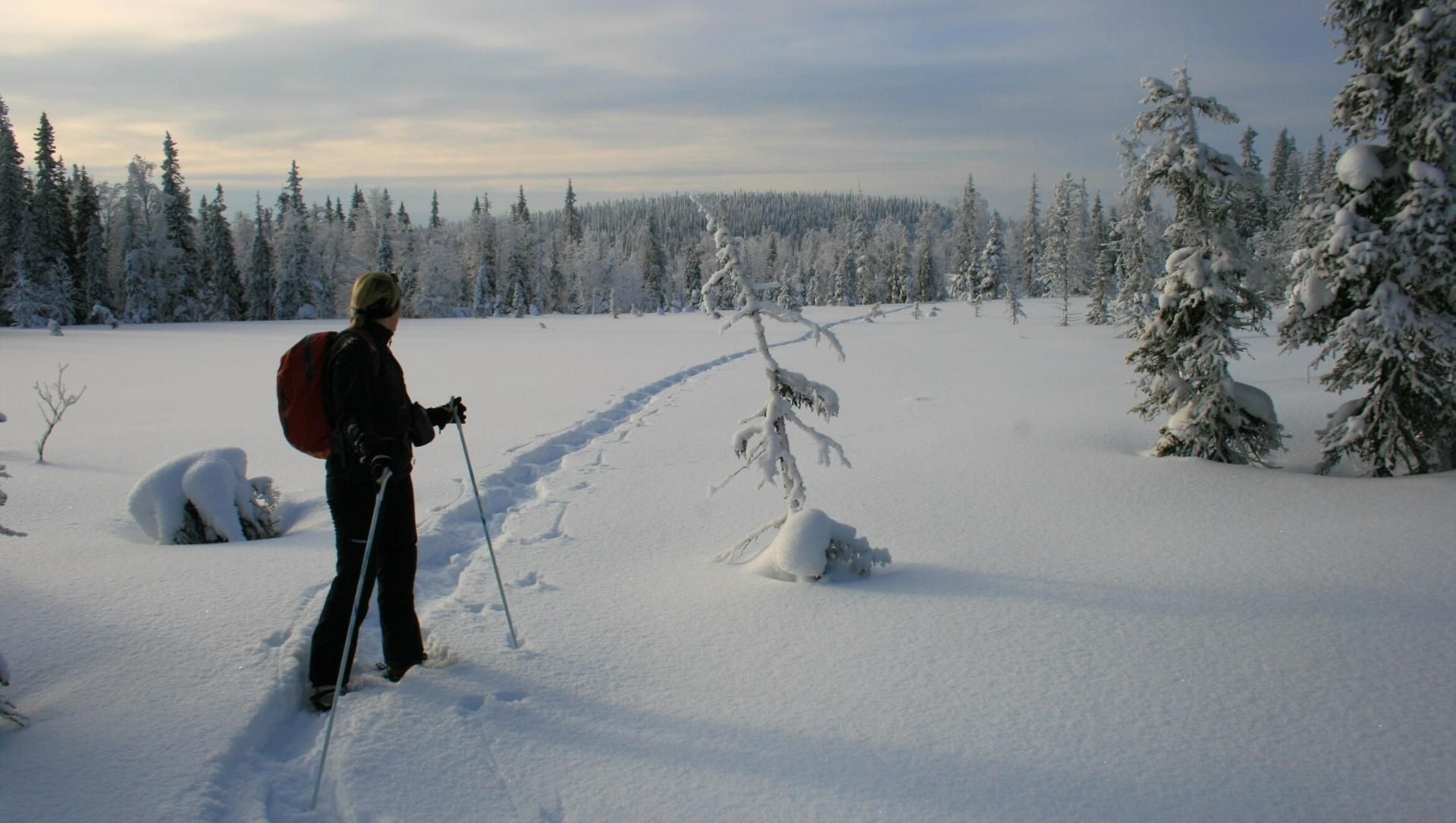 Randonneur à raquettes dans la forêt boréale au crépuscule - Laponie finlandaise