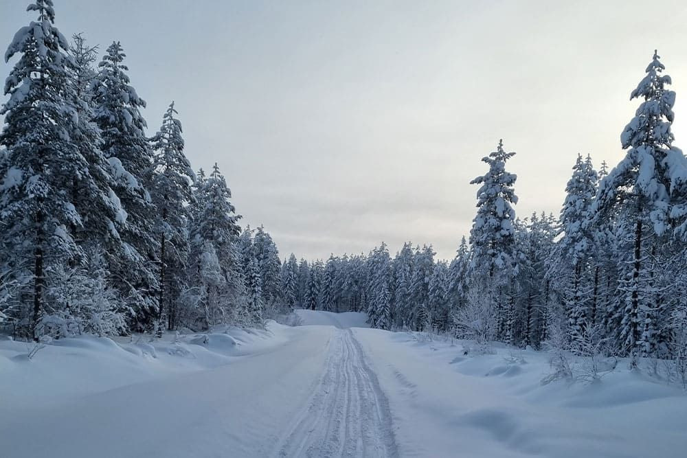 Ciel voilé au-dessus de la forêt finlandaise enneigée