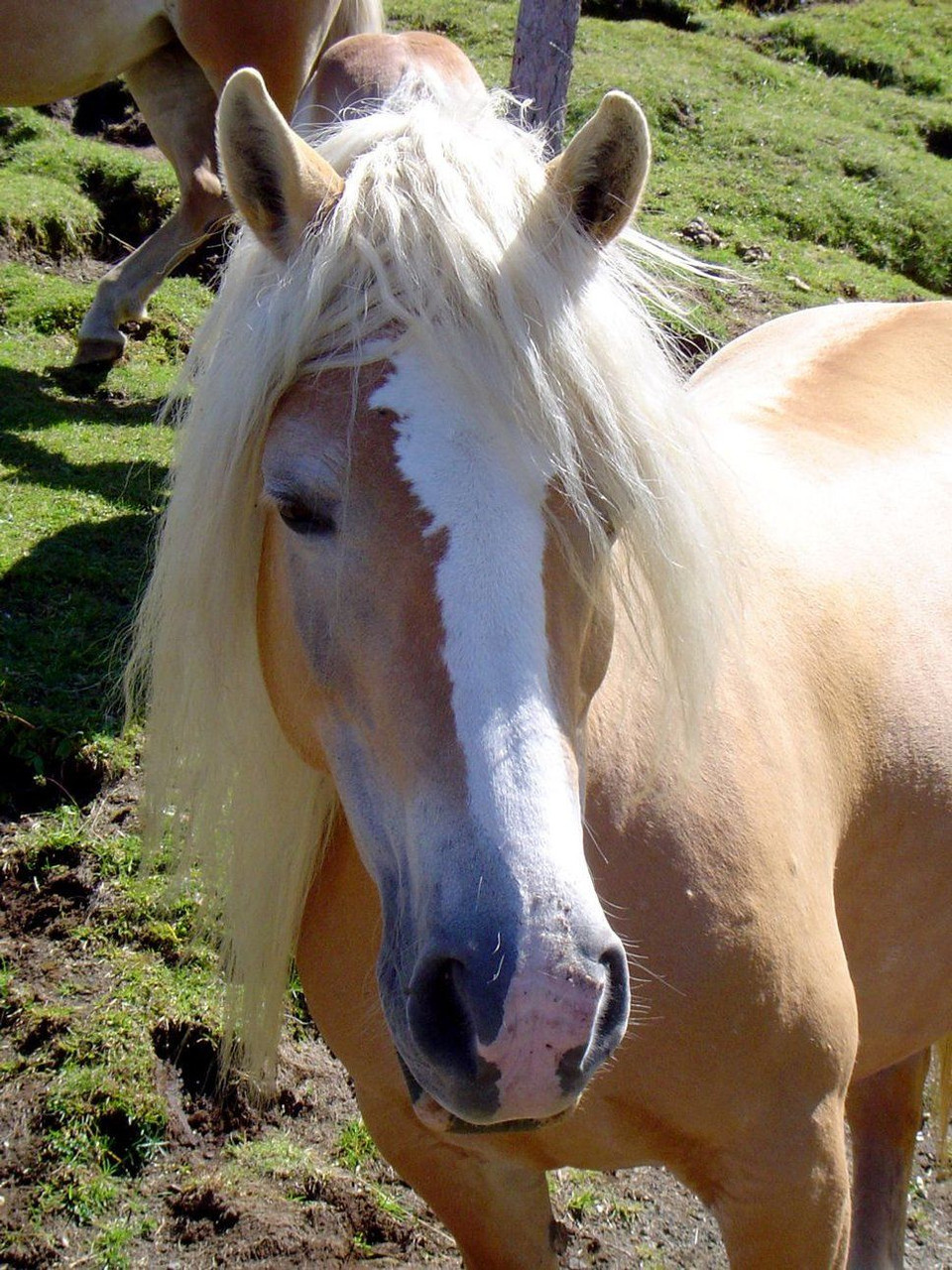 Cheval « Haflinger »