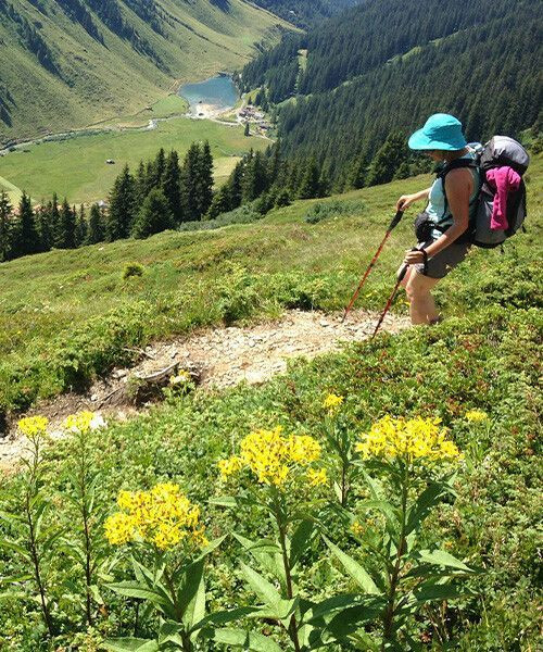 Randonnée estivale sur les alpages fleuris - Alpes