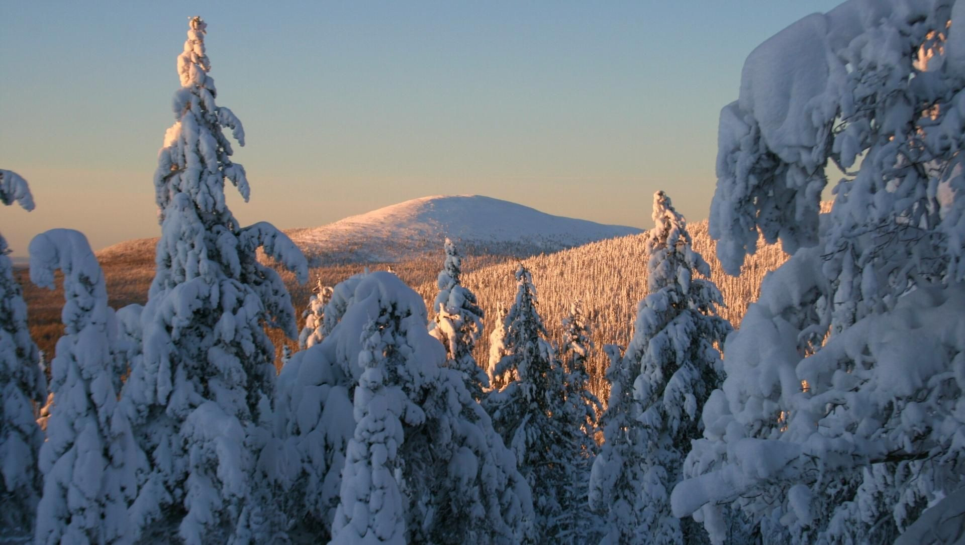 Forêt boréale enneigée au coucher du soleil - Taïga - Finlande