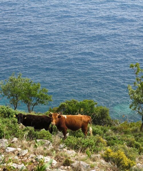 © François Ribard Sur le chemin entre la plage de Grama et les Voies Blanches