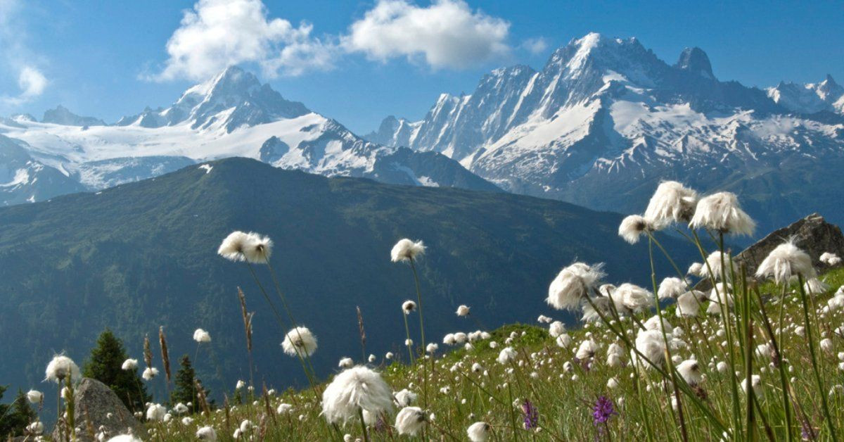 Linaigrettes en fleur devant les sommets enneigés - Alpes