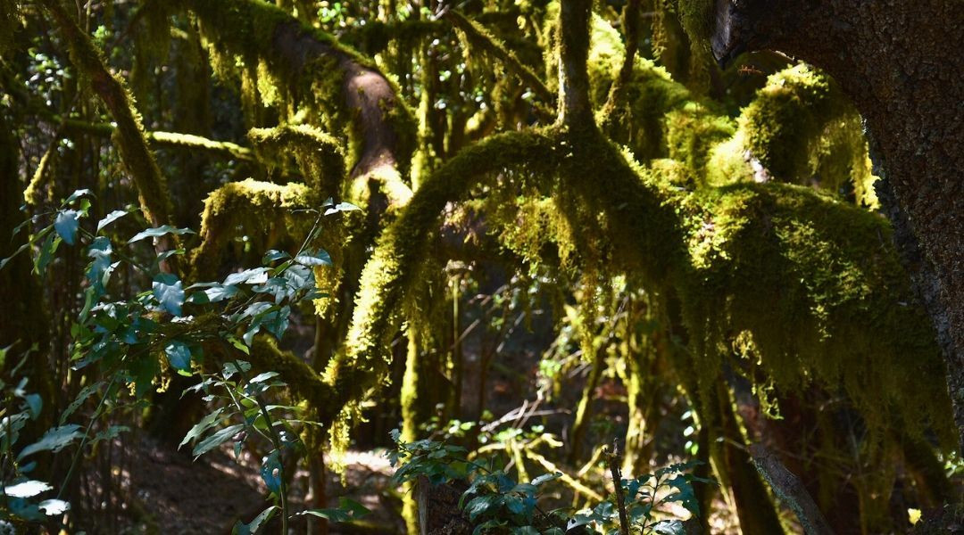La forêt enchantée de laurisilva