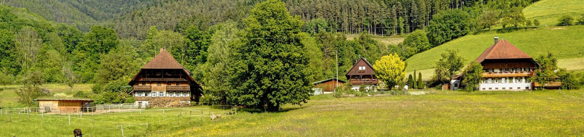 Fermes traditionnelles dans une vallée verdoyante - Forêt-Noire - Allemagne