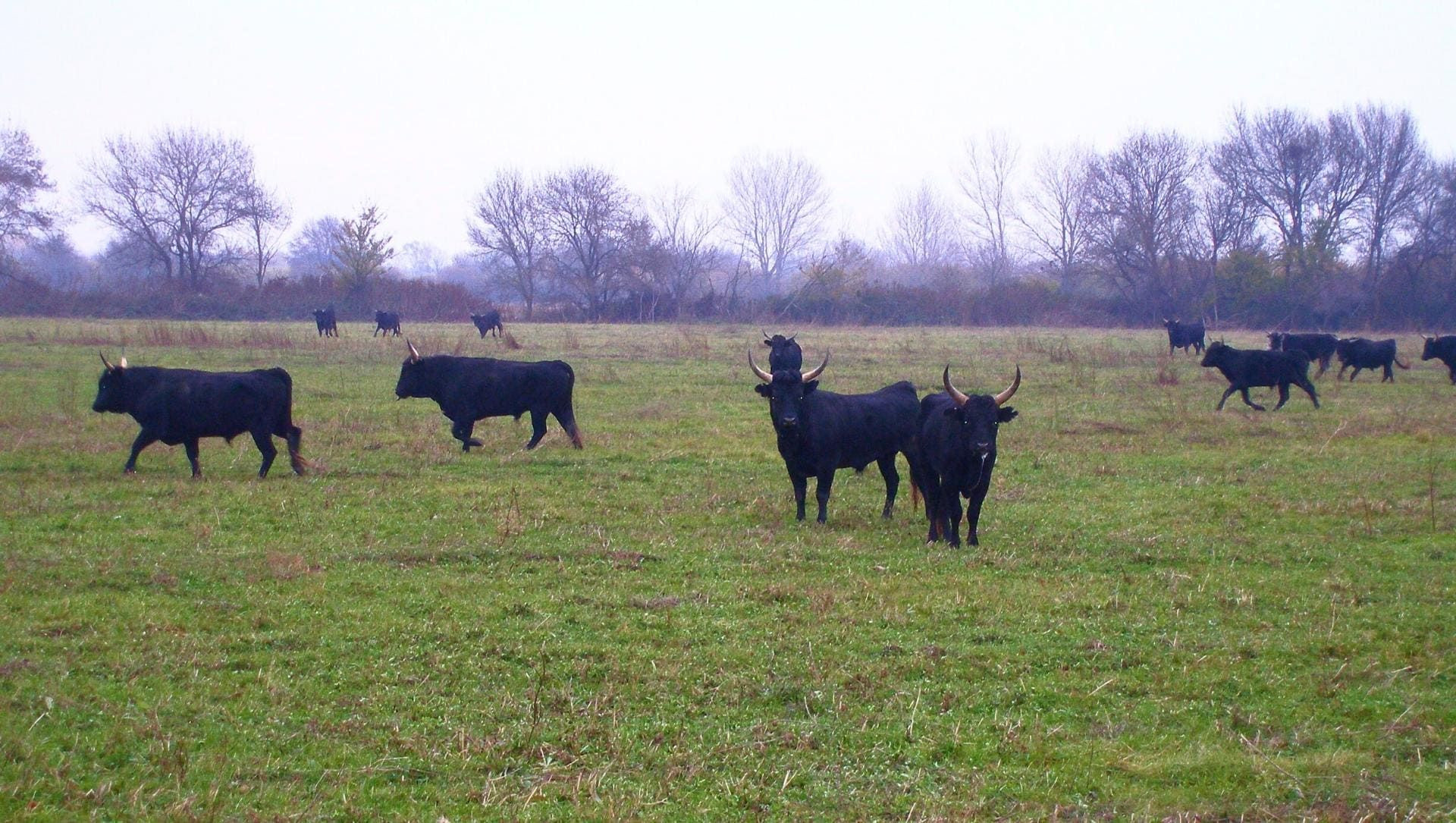 © Francis Bonté Troupeau de taureaux camarguais dans les prés - Camargue - France
