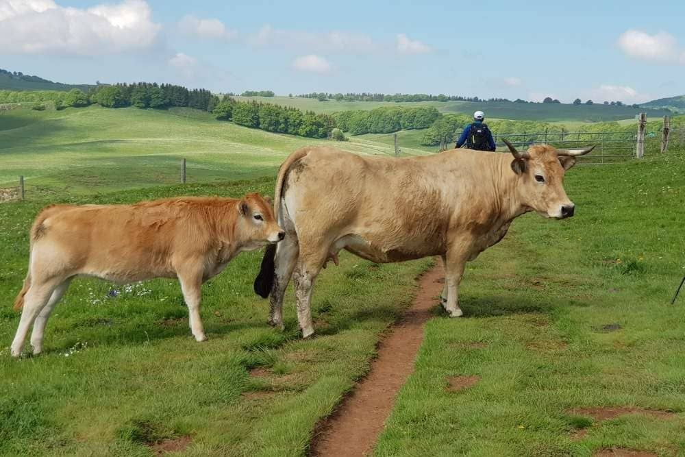© Anne-Marie Billault Troupeau de vaches Aubrac © Anne-Marie Billault