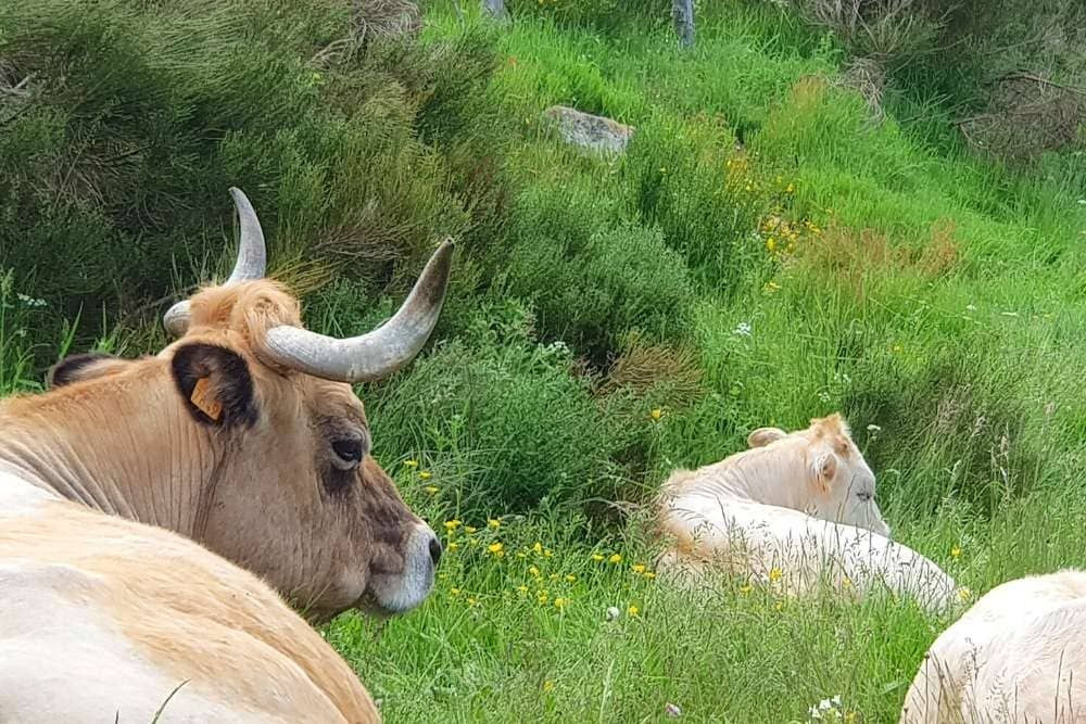 © Anne-Marie Billault Vache Aubrac © Anne-Marie Billault