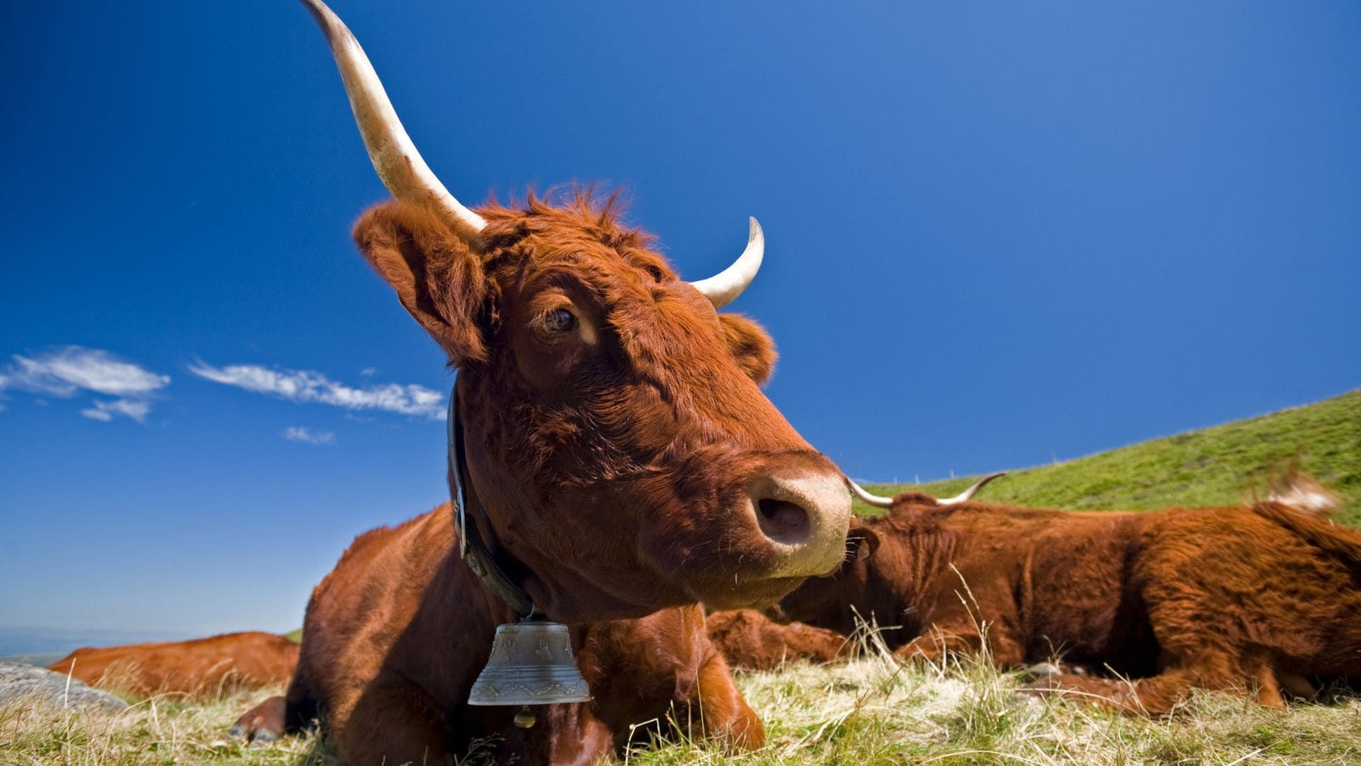 © Aura Tourisme Vache Salers couchée dans un alpage d'Auvergne - France