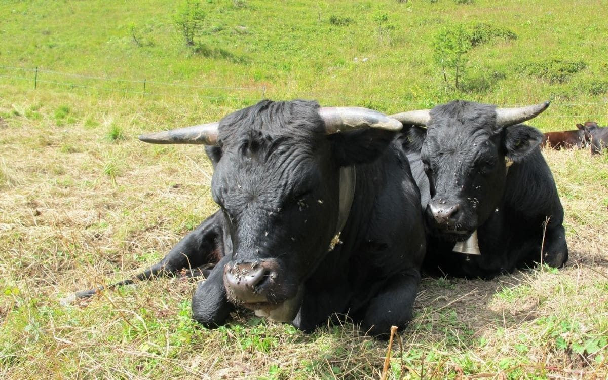© François Ribard Vaches Hérens au cours de la montée au col de Balme