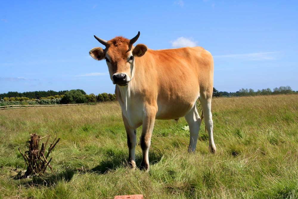 © François Ribard Veau de Jersey, race jersiaise © François Ribard