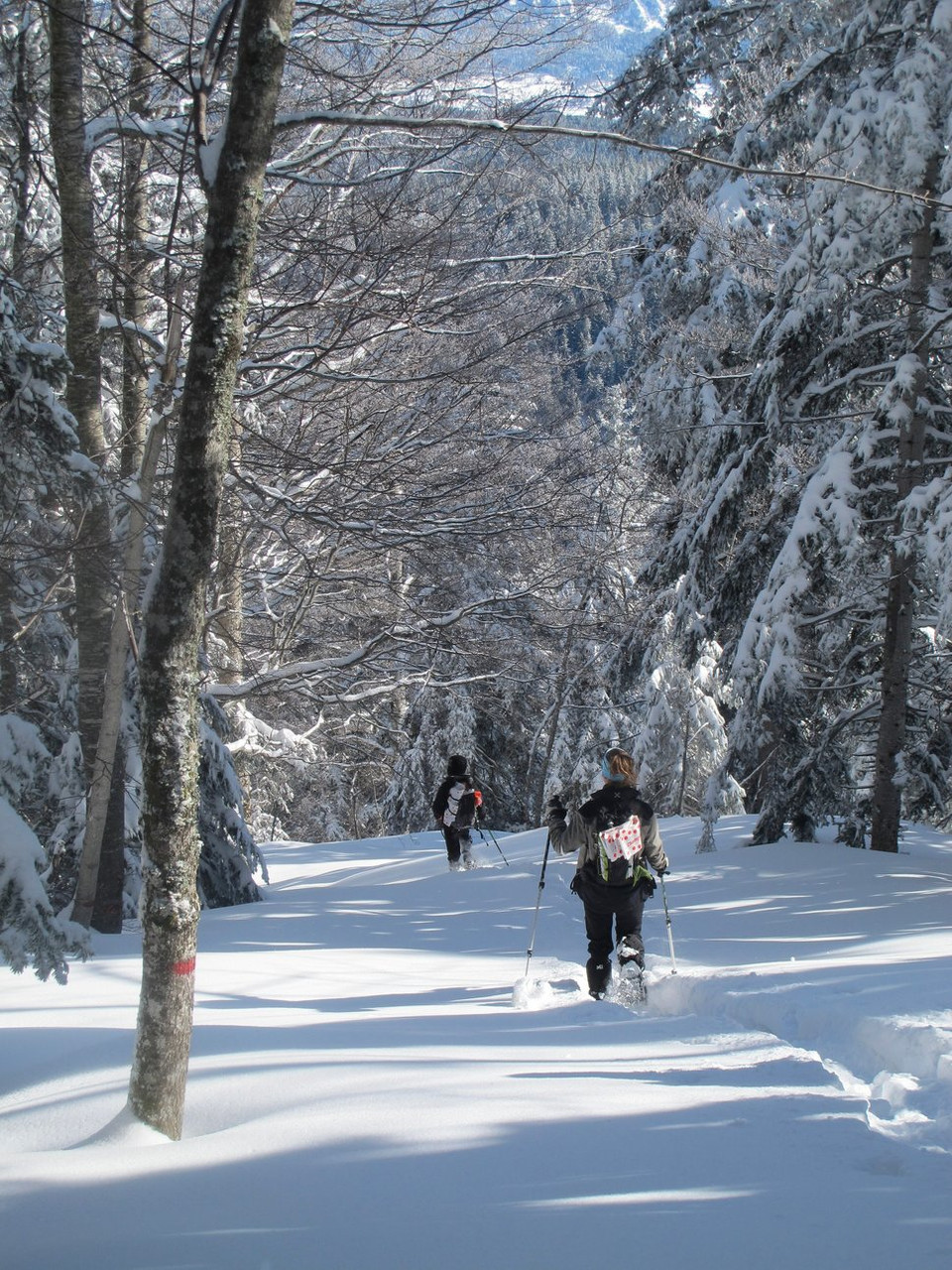 Randonneurs en raquettes en forêt enneigée - Hauts-Plateaux du Vercors - Alpes, France