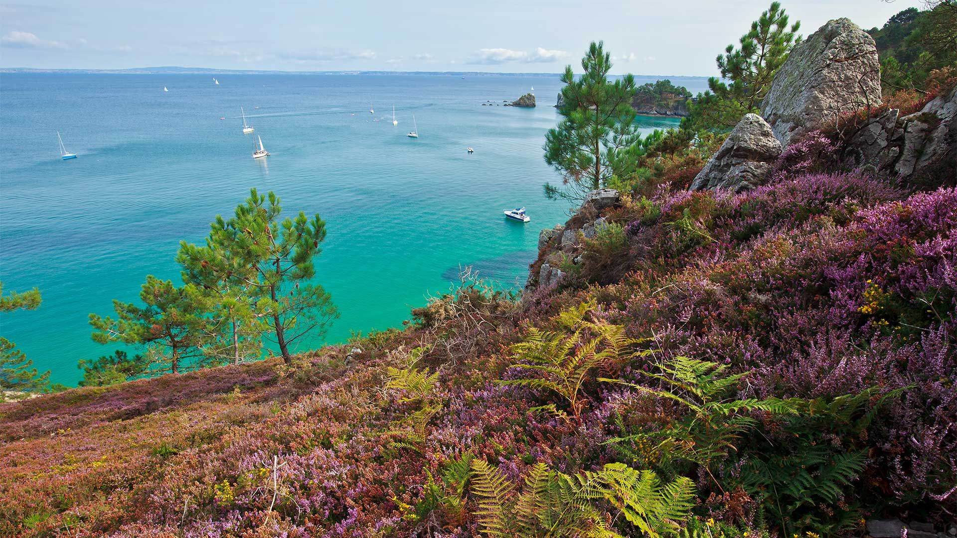 Lande de bruyère au-dessus de la mer - Cap de la Chèvre, Crozon - Bretagne