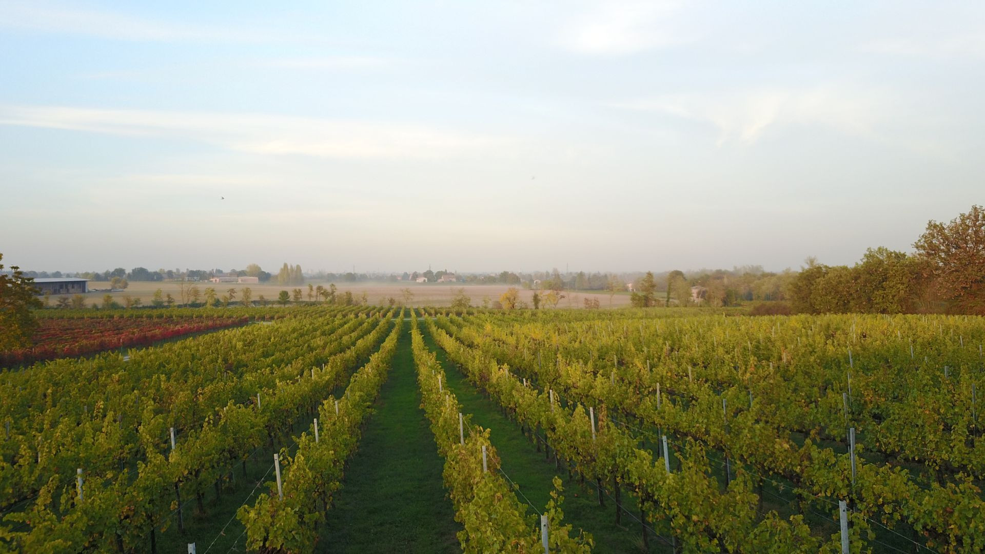© David Praire Rangs de vignes au lever du soleil - Italie