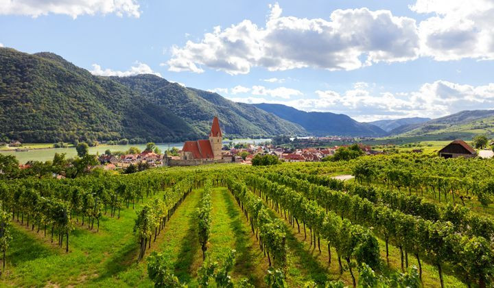Vignobles de Weissenkirchen - Vallée de la Wachau - Autriche