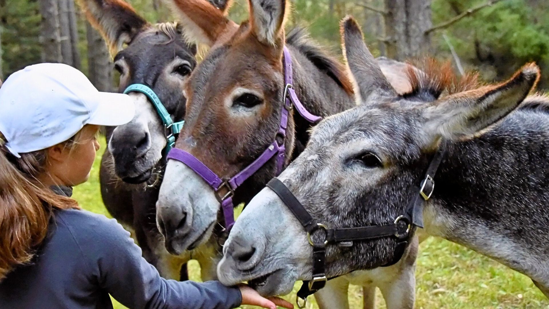 Femme caressant trois ânes de randonnée en lisière de forêt - randonnée avec âne