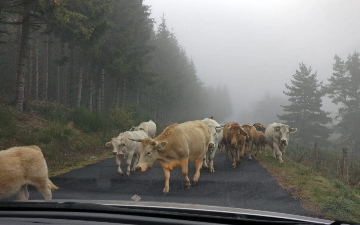 Vaches sur les routes de l'Aubrac