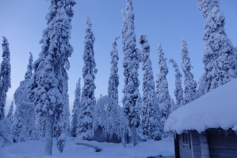 Vue sur les sapins finlandais 