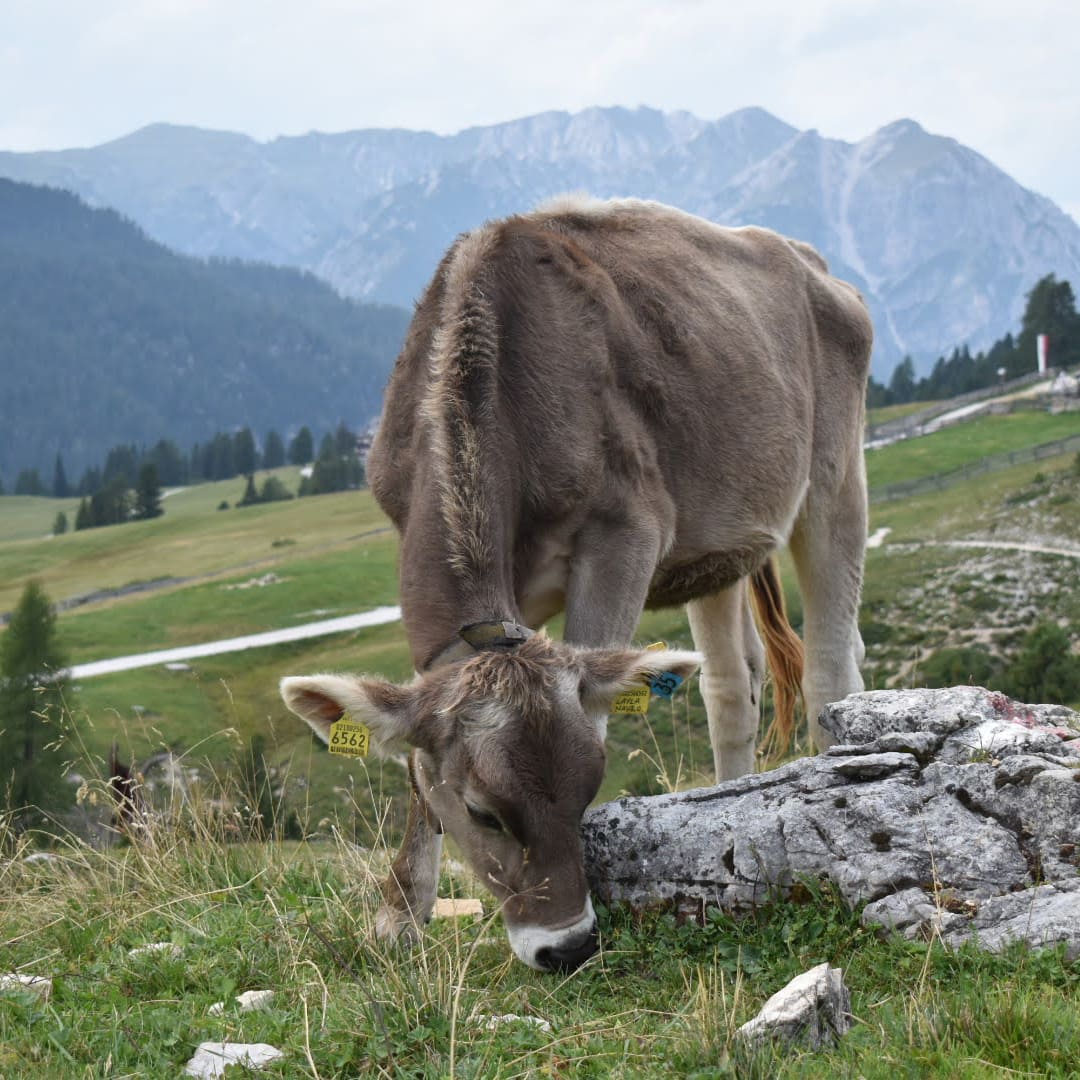 Prato Piazza - Dolomites -©Giovanna Crippa