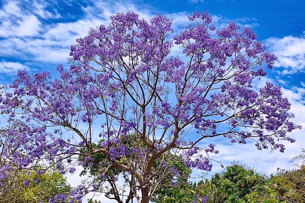 Floraison des jacaranda © Yvonne Toussaint