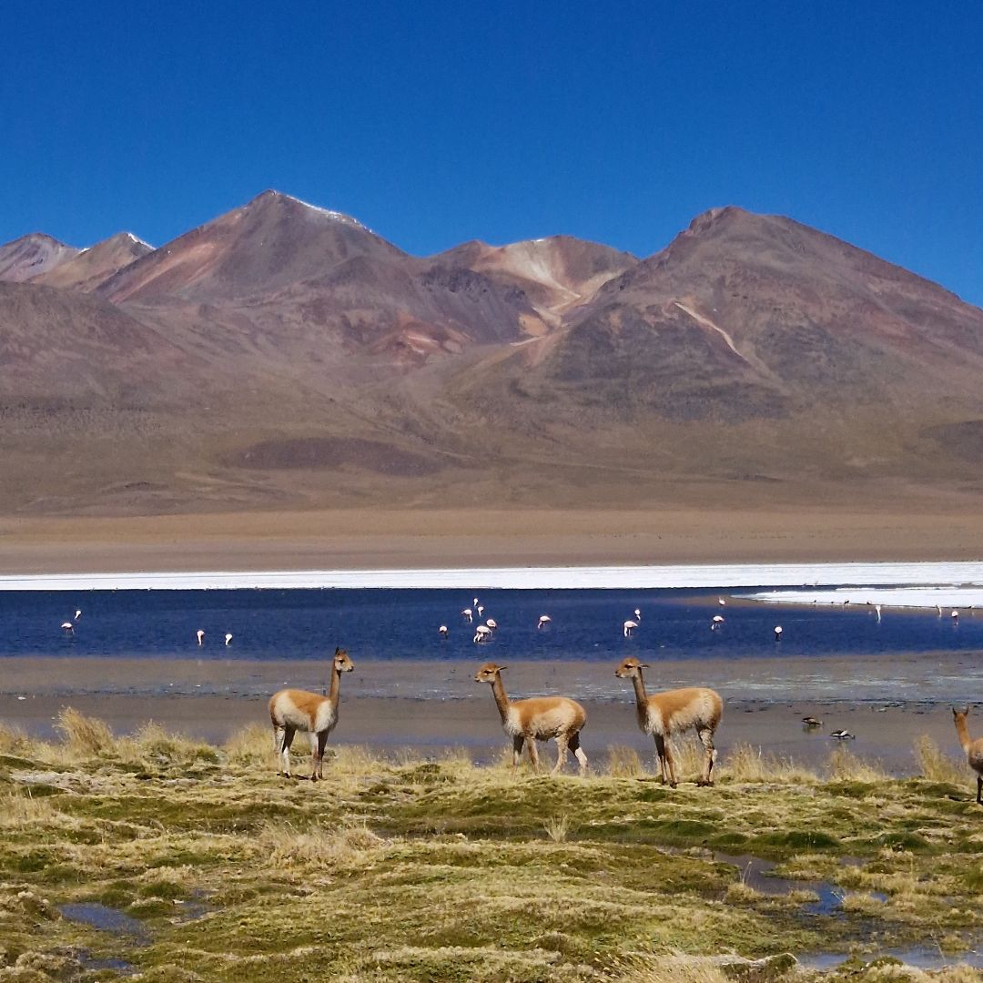 Le Sud Lipez, région désertique dans la partie andine de la Bolivie © Guillaume Lorimier
