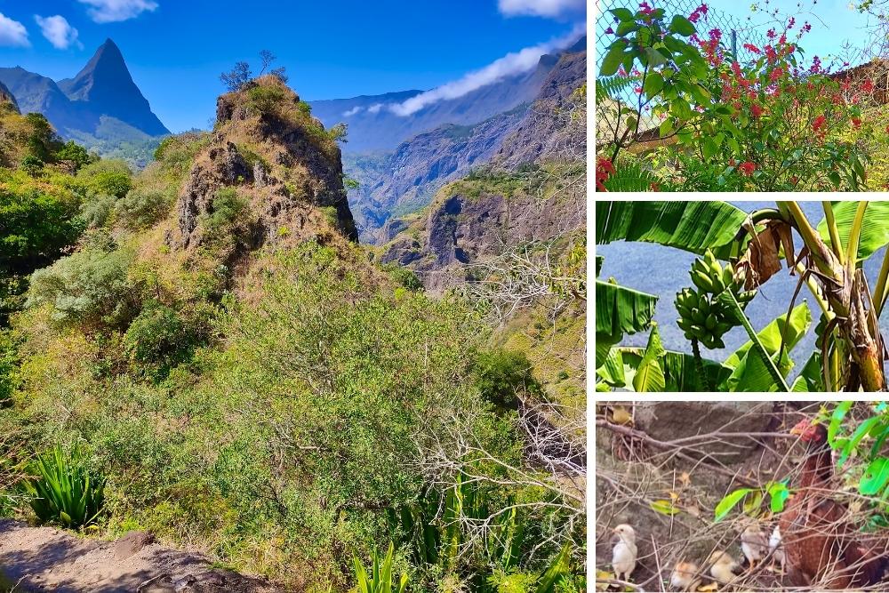 Cirque de Mafate vers le Piton des Calumets, haies fleuries proches du l'ïlet Cayenne, bananes et poussins © Yvonne Toussaint