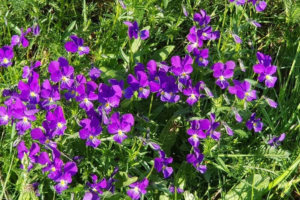 Tapis de violettes sauvages © Anne-Marie Billault