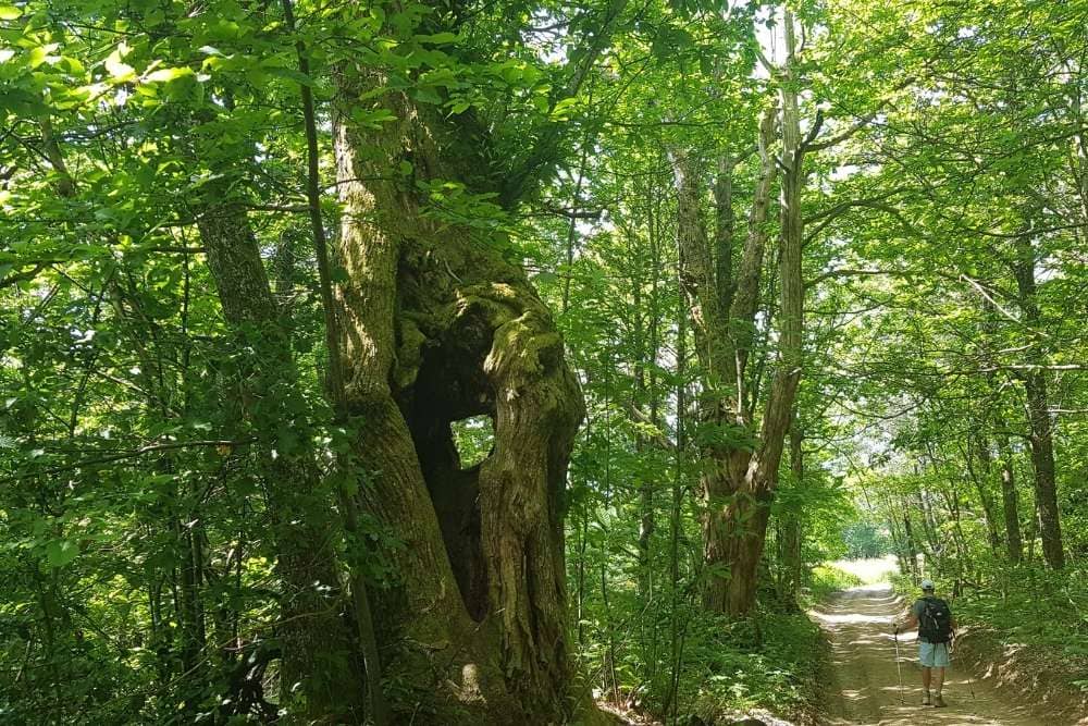 Chemin creux sous les châtaigniers © Anne-Marie Billault