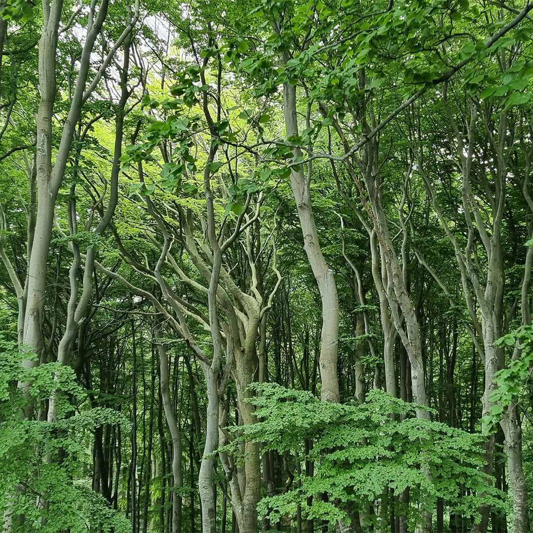 L’exceptionnelle forêt de Jasmund, classée à l’Unesco © Anne-Marie Billault