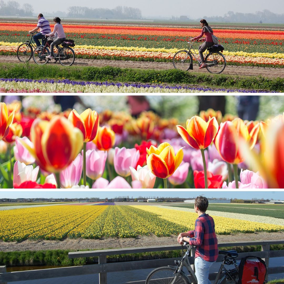 Les Pays-Bas en fleurs 