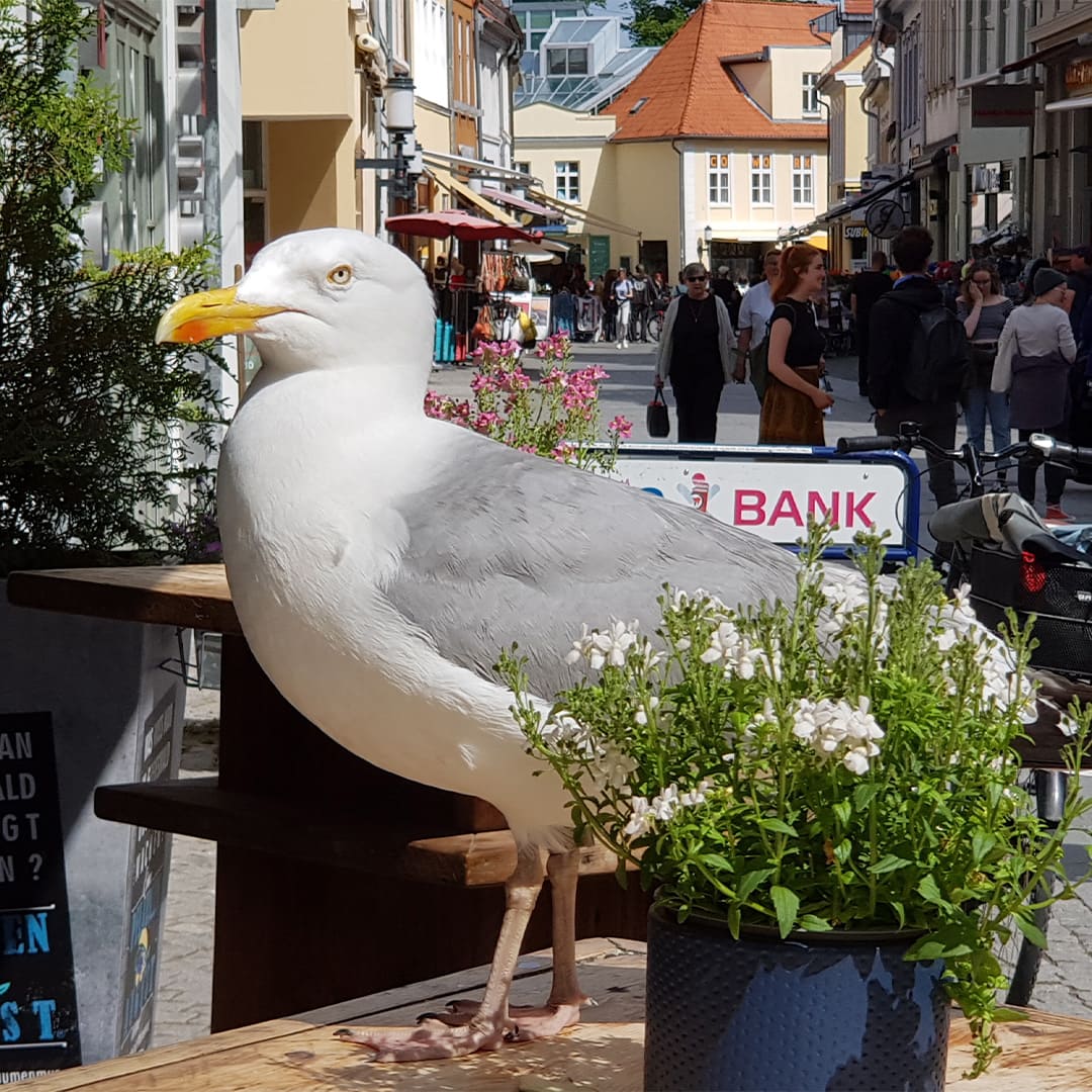 Goéland à Greifswald © Anne-Marie Billault