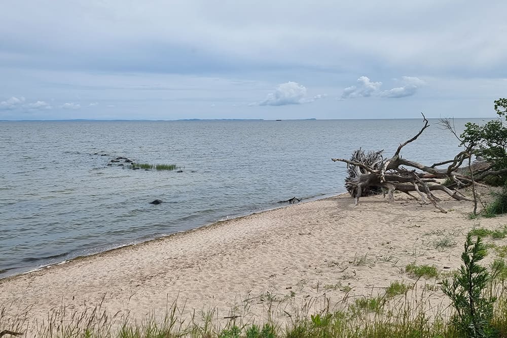 Entre mer et forêt © Anne-Marie Billault