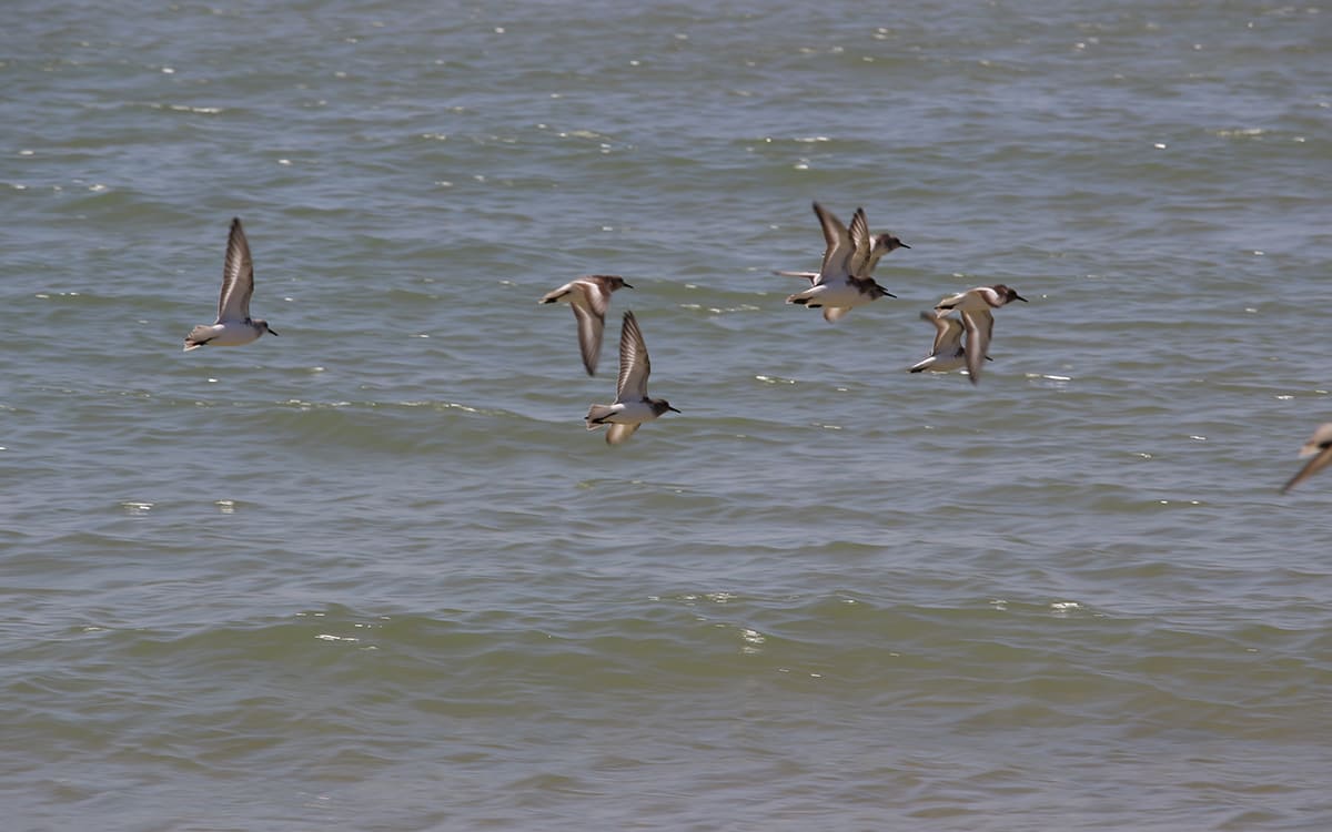 Envol des oiseaux au dessus de la mer © Angélique Saget