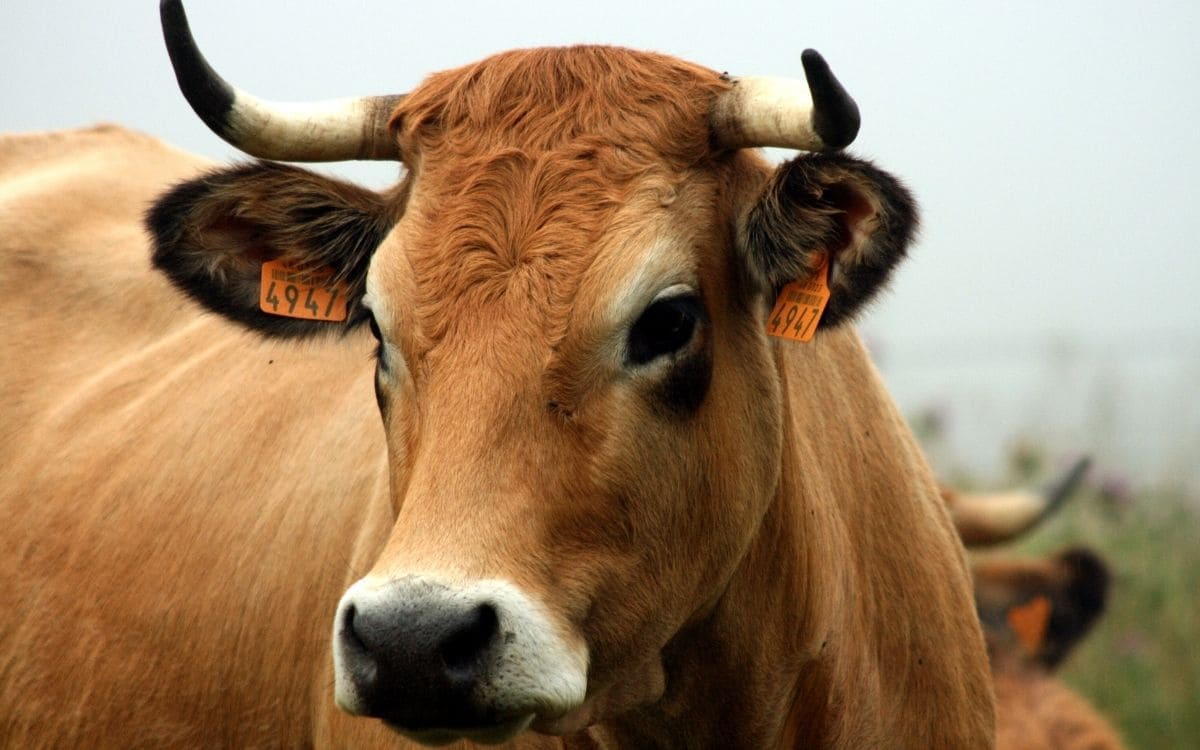 Vache Aubrac