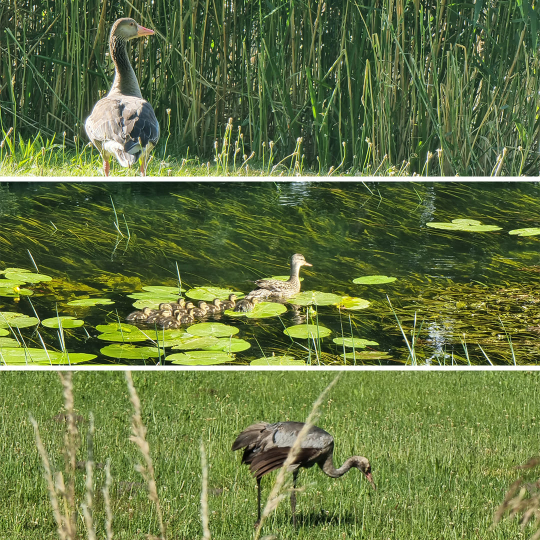 Canards, en famille et oie cendrée © Anne-Marie Billault