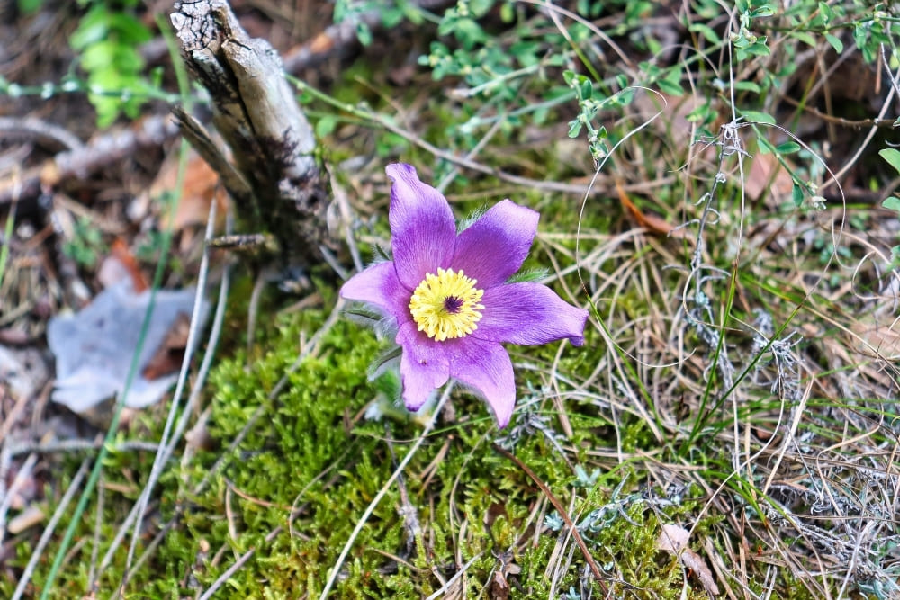 Anemone Pulsatile sur la randonnée des gorges du Tarn et de la Jonte © Claire Durot