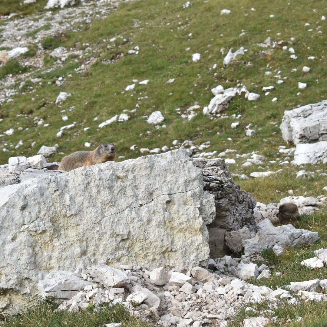 Marmot Valley - Dolomites © Giovanna Crippa