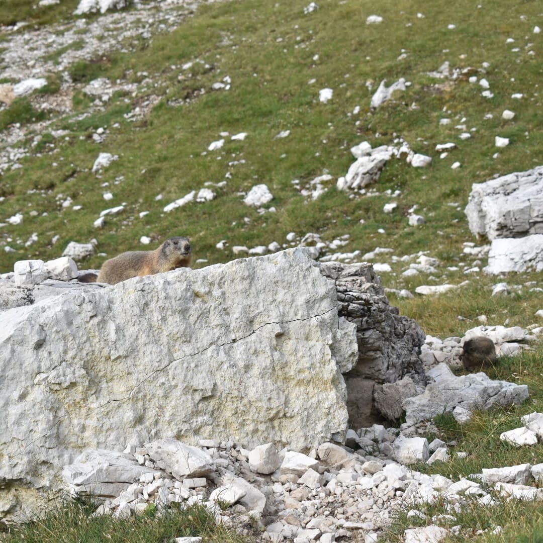 Marmot Valley - Dolomites © Giovanna Crippa 