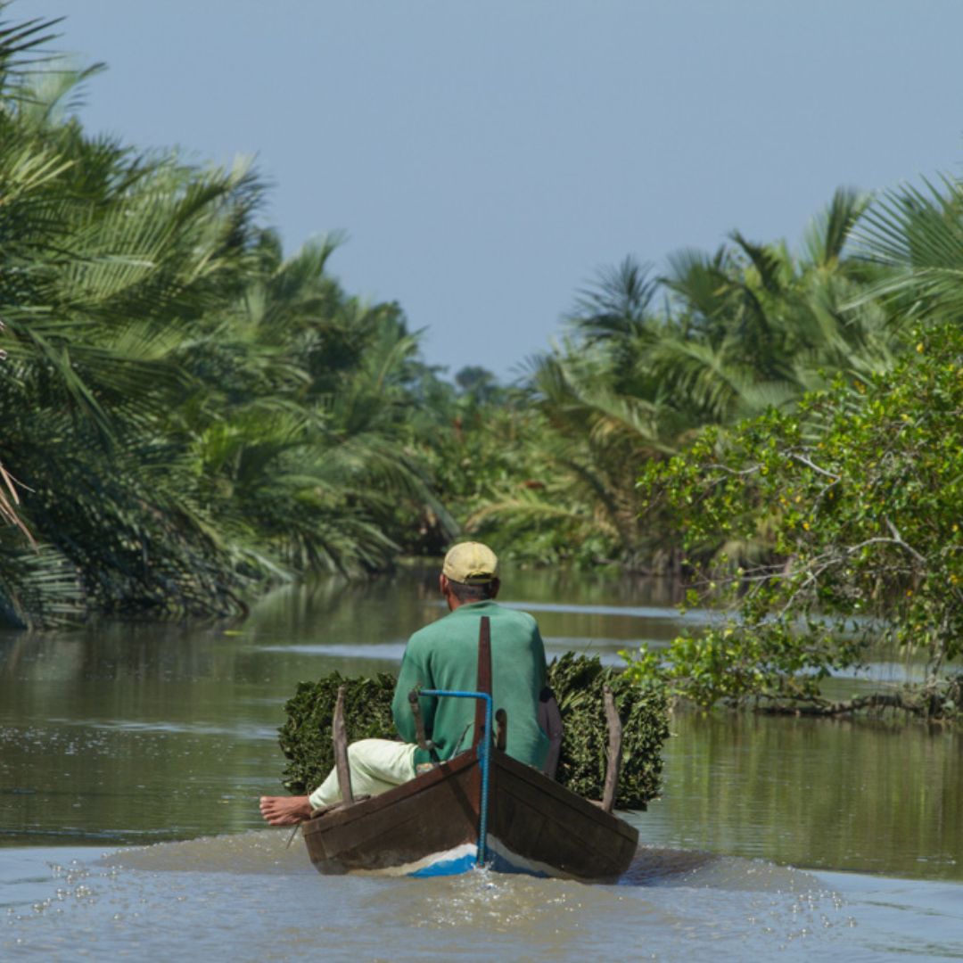 La mangrove en Indonésie, Fondation Insolite Bâtisseur Philippe Romero © Nicolas Van Ingen