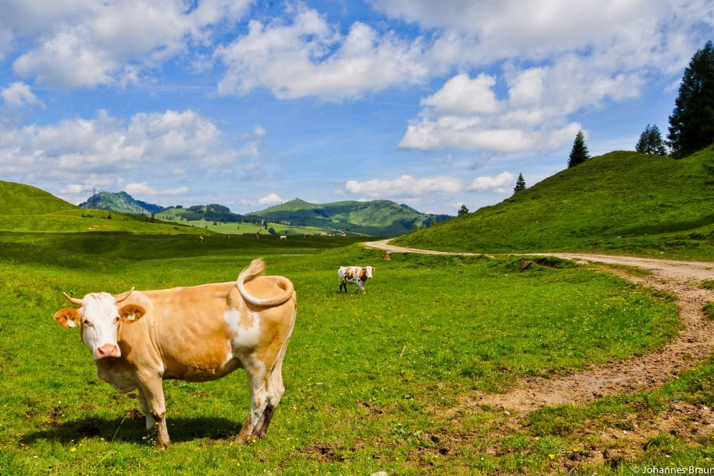 Alpage du Postalm © Johannes Braun